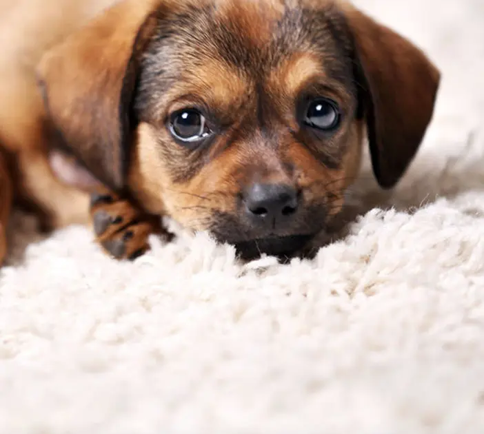 Puppy lying on fluffy carpet